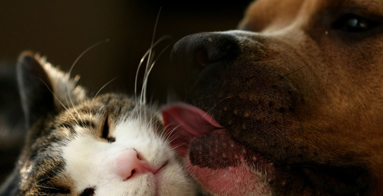 #сatanddoglove: самые милые коты, влюбленные в собак