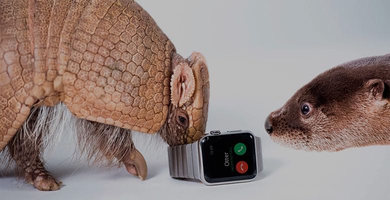 Броненосец, выдра, ворона и крокодильчики оценили Apple Watch
