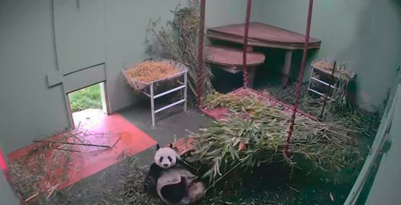 Ленивая панда и бревно: смотрим смешной ролик