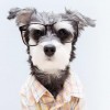 8 собачек в Instagram, которые одеваются лучше нас