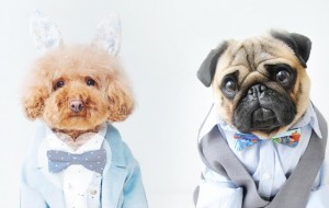 8 собачек в Instagram, которые одеваются лучше нас