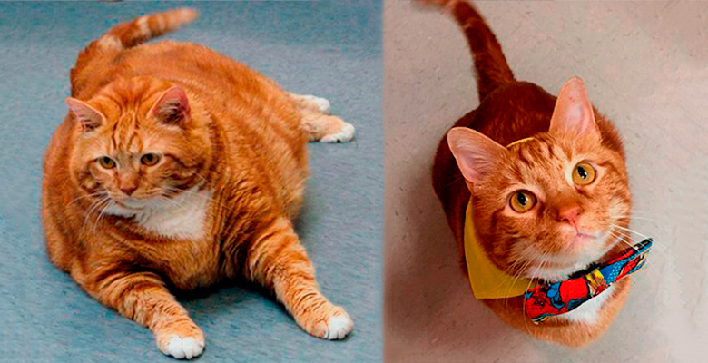 Кот сидел на диете и тренировался, чтобы сбросить 10 кило