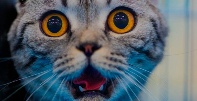 Почему кошки ужасно боятся огурцов?