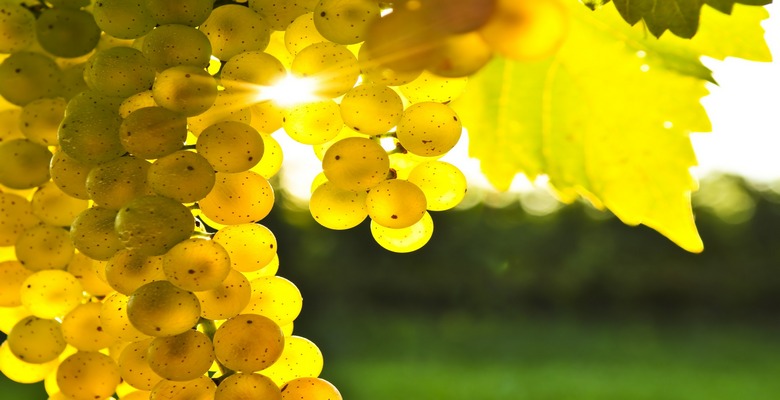 Виноградное масло: полезные свойства, применение, противопоказания
