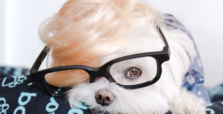 Встречайте Тоби – Райана Гослинга в мире собак