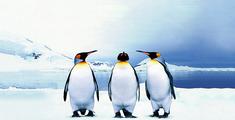 Очень смешно: пингвины испугались оперного певца