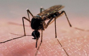 Средства от укуса комаров. Народные средства