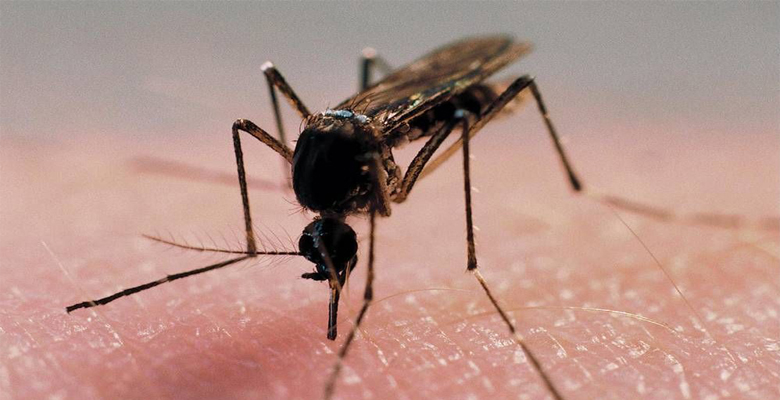Средства от укуса комаров. Народные средства