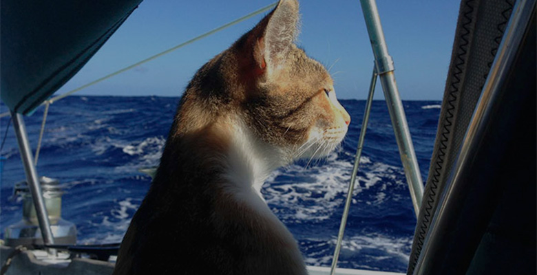 Все коты боятся воды? А вот и нет, только не кошка-мореплавательница!