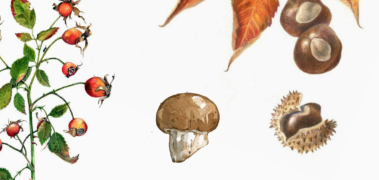 Лесные суперфуды осени (шиповник, каштан и белые грибы) + рецепты, как их готовить