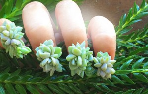 Суккуленты на ногтях, или маникюр из живых цветов