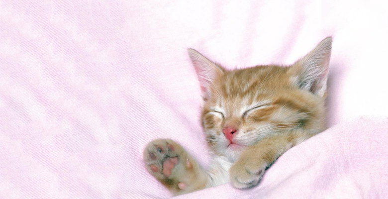 Котики под одеялом, или Новый флешмоб из Японии