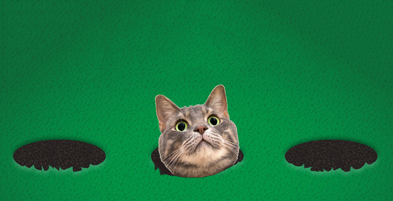 Очень смешно: котики играют в игру «Убей крота»
