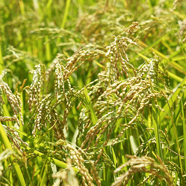 Глютен в крупах