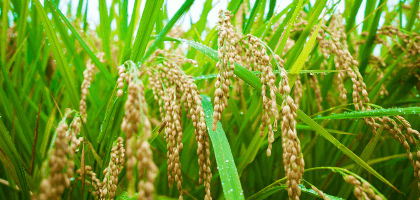 Глютен в крупах