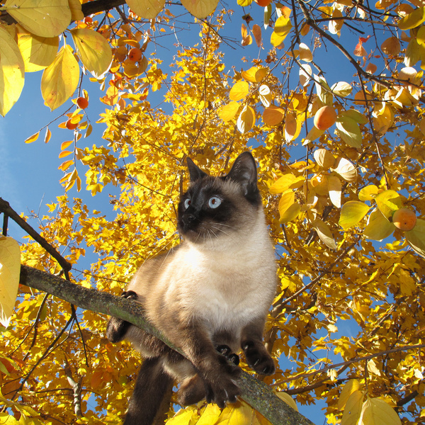 кошка ест хурму