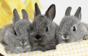 Совместимость Кролика и Кролика: стабильность и гармония по всем фронтам