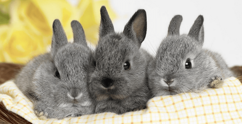 Совместимость Кролика и Кролика: стабильность и гармония по всем фронтам