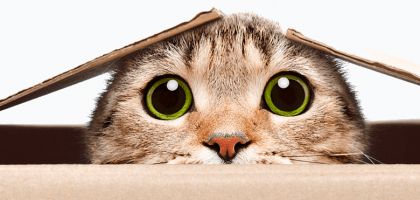 Канадские ученые разгадали мимику котов