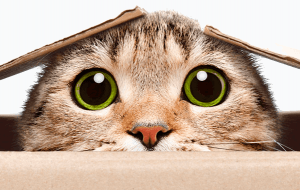 Канадские ученые разгадали мимику котов