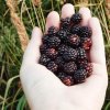 Лесной смузи: какие ягоды принесут пользу вашему организму