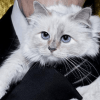 Кошка Карла Лагерфельда выпустила коллаборацию с брендом мебели