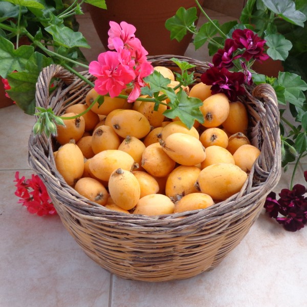 мушмула в корзине