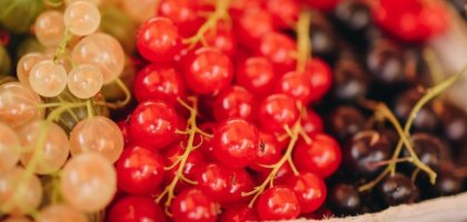 Виды смородины. Польза и вред красной, чёрной и белой смородины