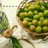 Крыжовник: польза и вред ягоды для организма