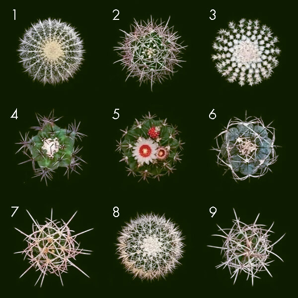 Тест «Кактус», который расскажет о вашей теневой стороне