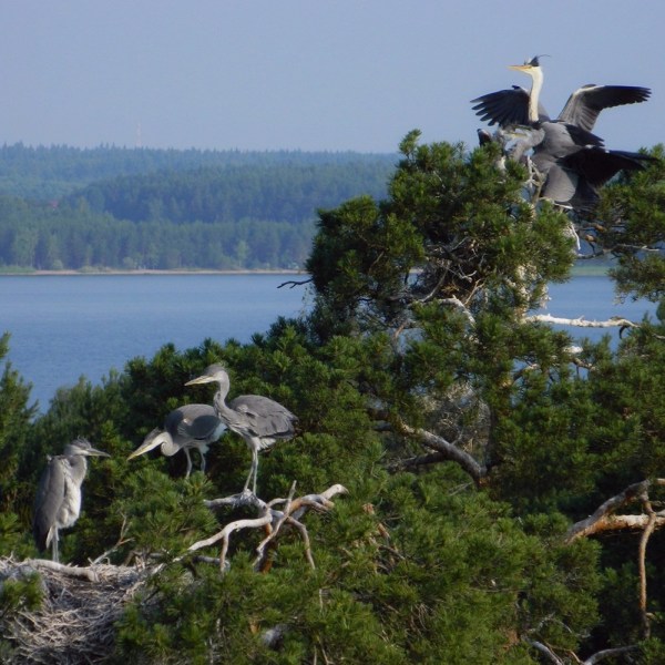 Колония серых цапель на острове Городомля
