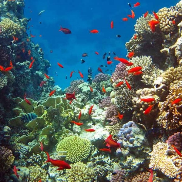 Коралловые рифы Красного моря