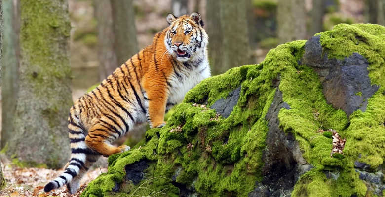 Национальный парк «Зов тигра»: как добраться и что посмотреть