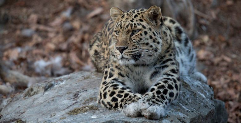 Национальный парк «Земля леопарда»: как добраться и что посмотреть