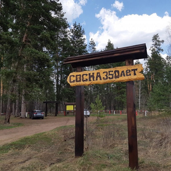 Вековая сосна