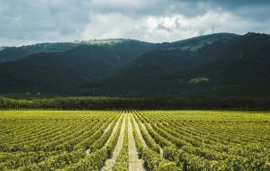 Энотуризм в России: как развивается винный туризм в Краснодарском крае