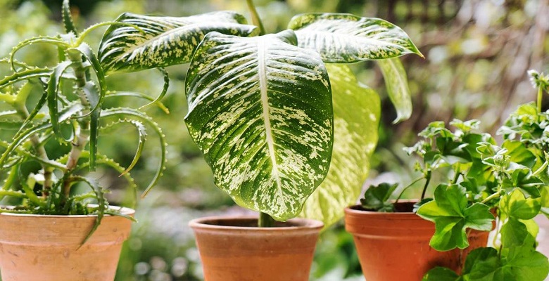 ТОП-5 опасных растений, которым не место в вашем доме