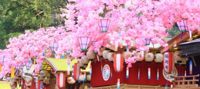 Фестиваль цветов Хана Мацури в Японии: как и когда отмечают