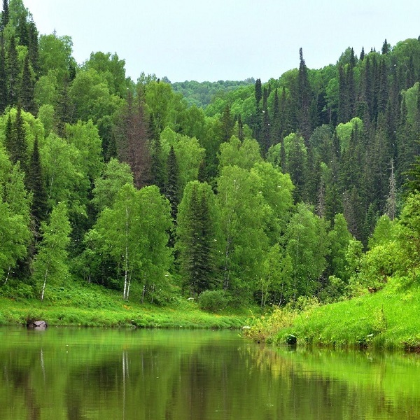 Салаирский Кряж