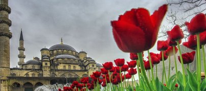Фестиваль тюльпанов в Стамбуле: как и когда отмечают?