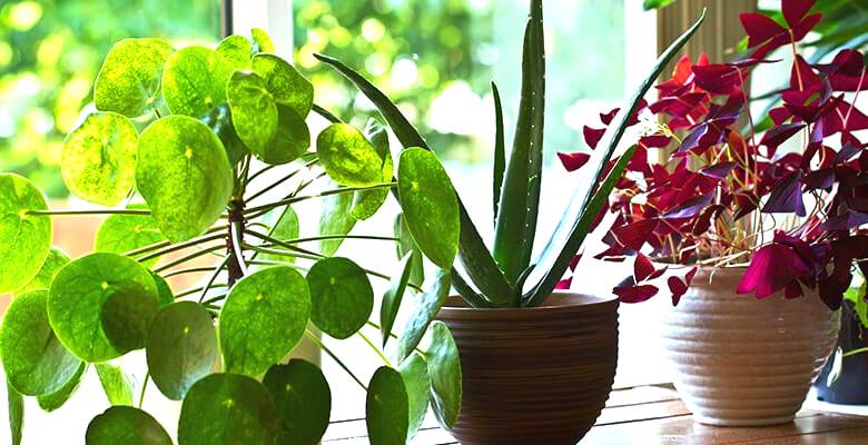 ТОП-5 растений, которые помогут очистить воздух в квартире