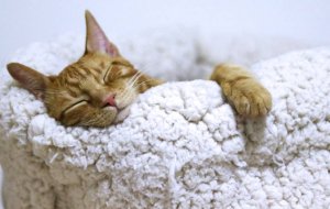 Почему кошки много спят (в норме и при заболевании)