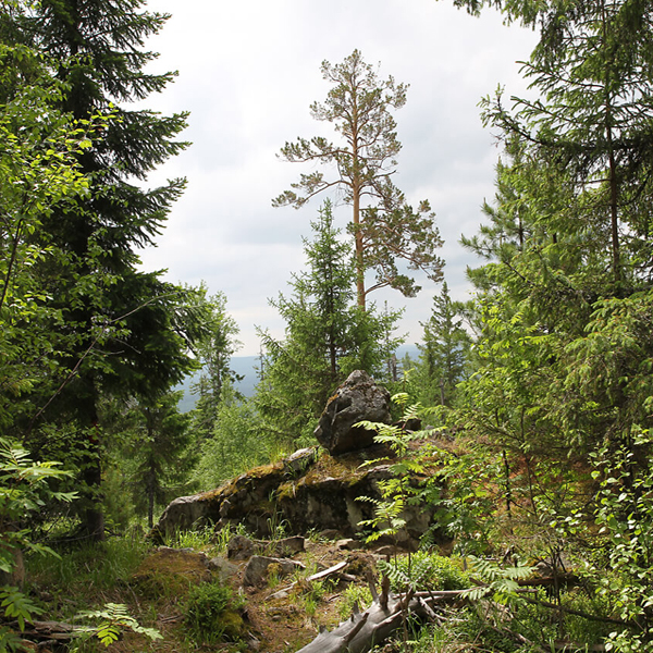 Висимский заповедник