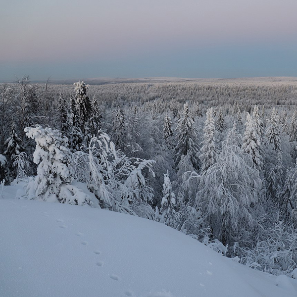 Заповедник зимой