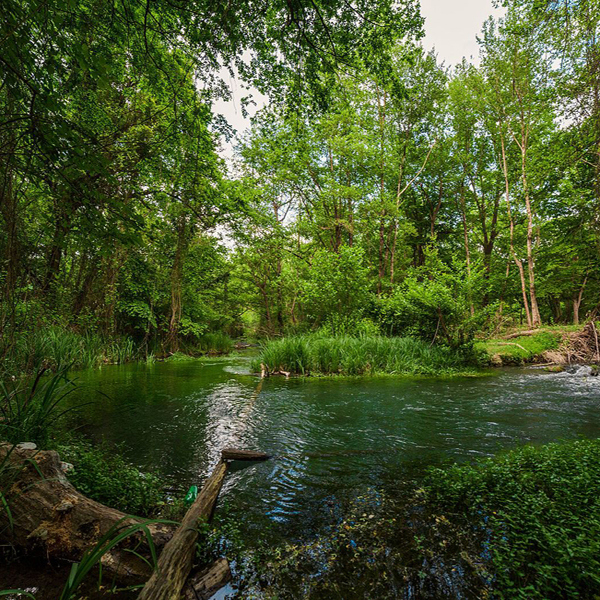 Самурский лес