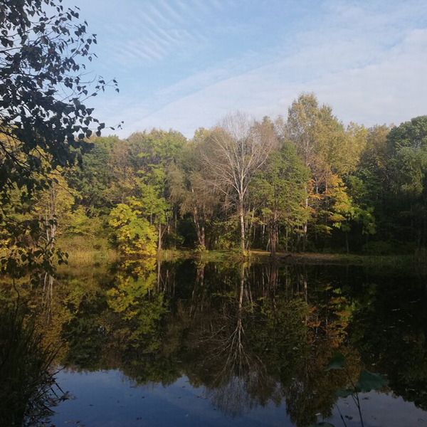 Силинский лес