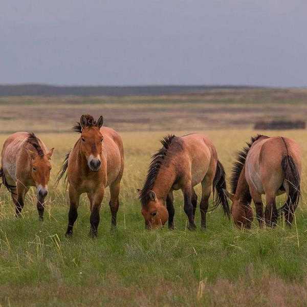 Лошади на Предуральской степи
