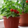 Огород на подоконнике: как вырастить помидоры дома