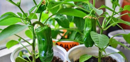 Огород на подоконнике: как вырастить перцы дома