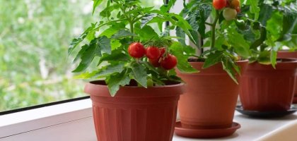 Огород на подоконнике: как вырастить помидоры дома